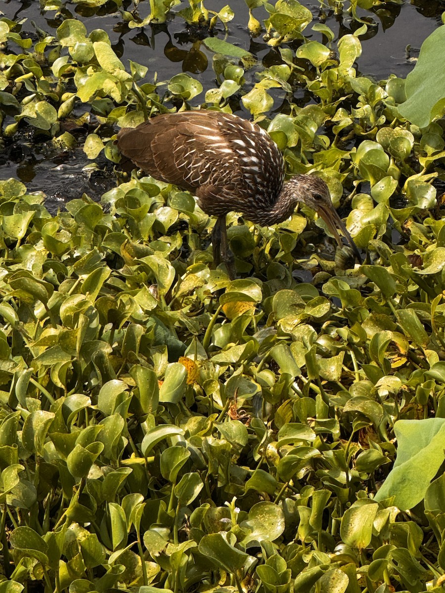 Limpkin - ML637587943