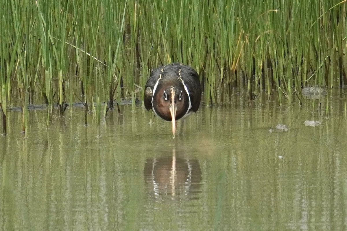 Greater Painted-Snipe - ML637587944