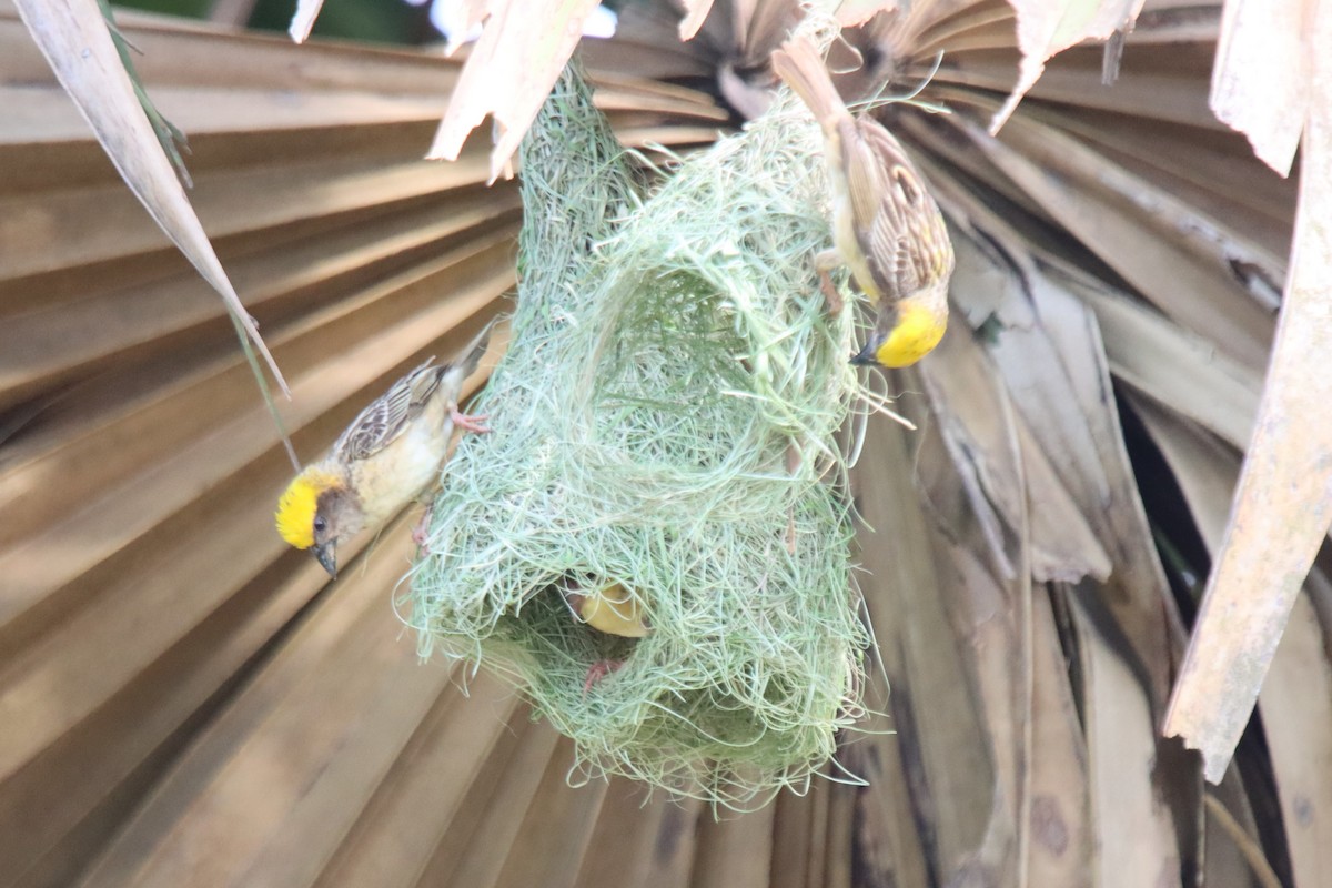 Baya Weaver - ML637587946