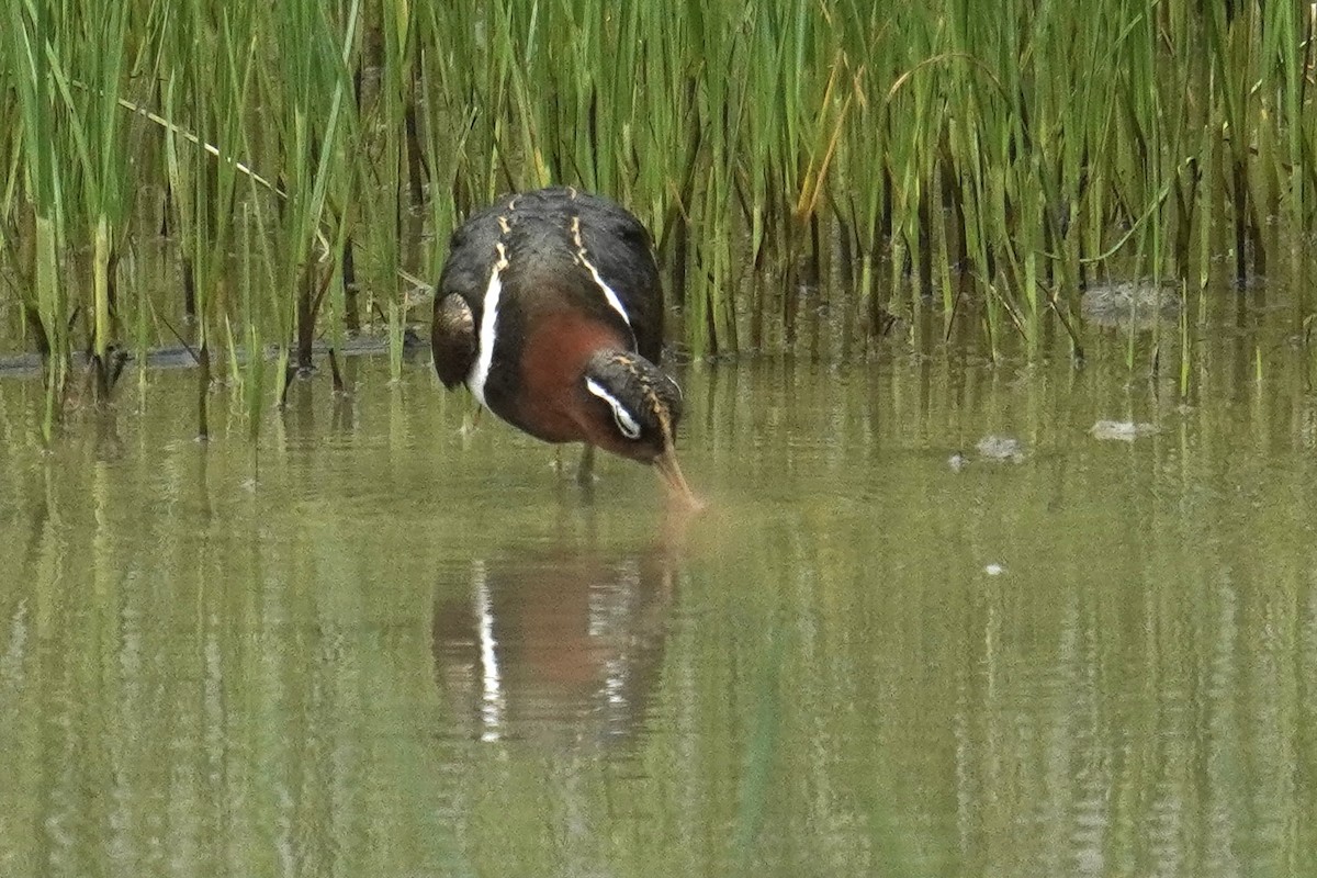 Greater Painted-Snipe - ML637587949