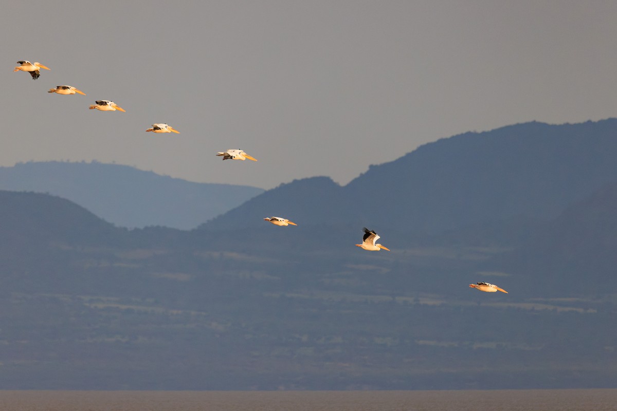 Great White Pelican - ML637587951