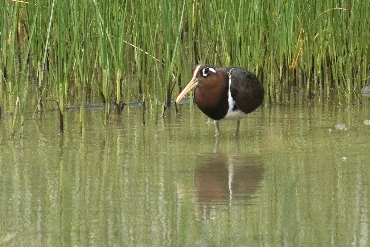 Greater Painted-Snipe - ML637587954