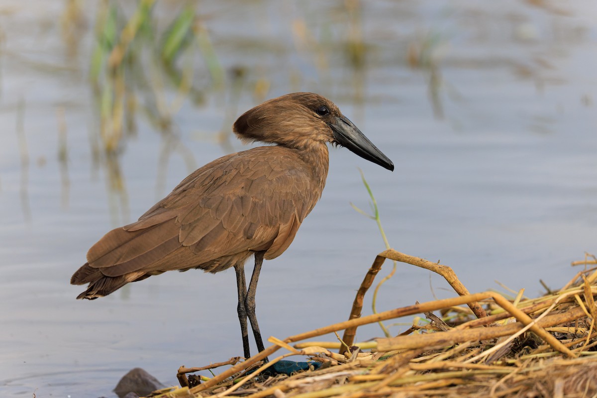 Hamerkop - ML637587955