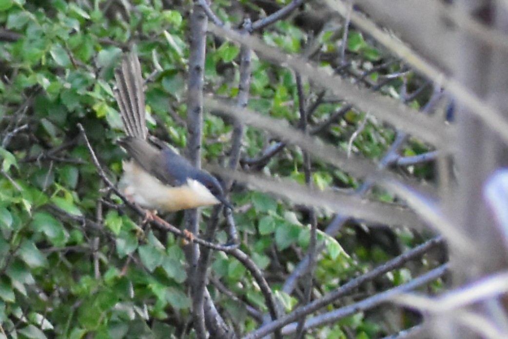 Ashy Prinia - ML637587956