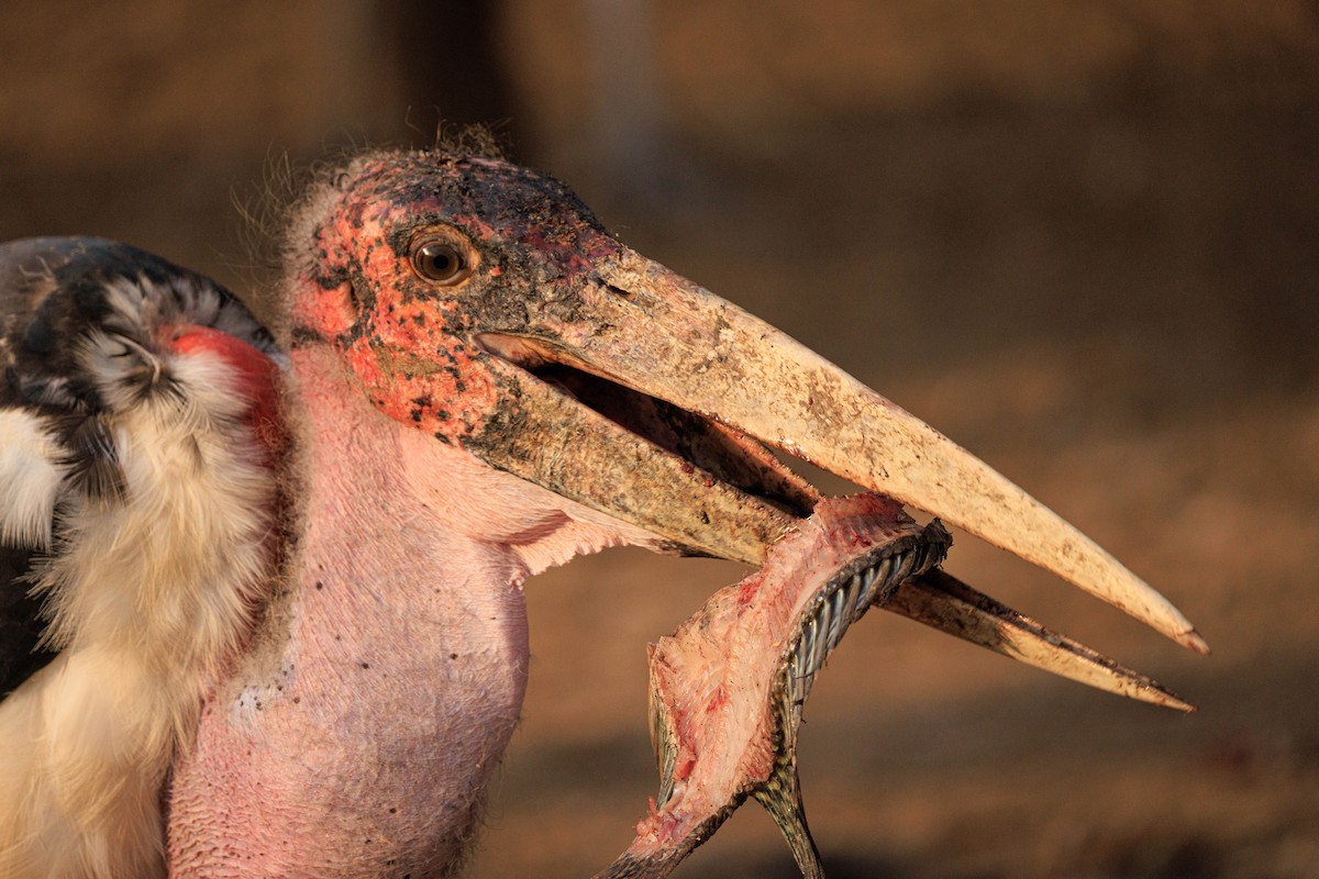 Marabou Stork - ML637587957