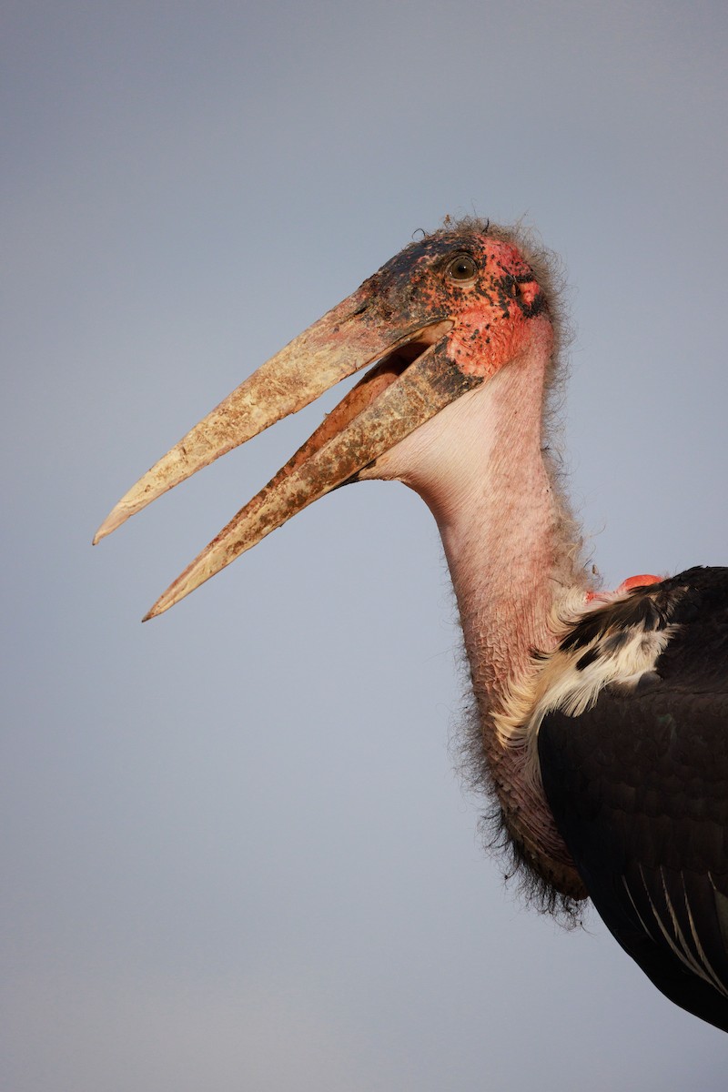 Marabou Stork - ML637587959