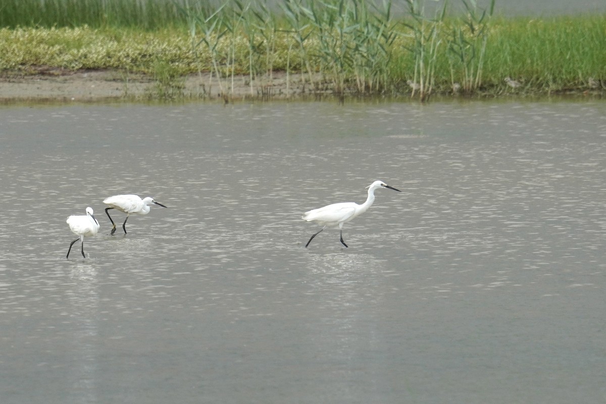Little Egret (Western) - ML637587960