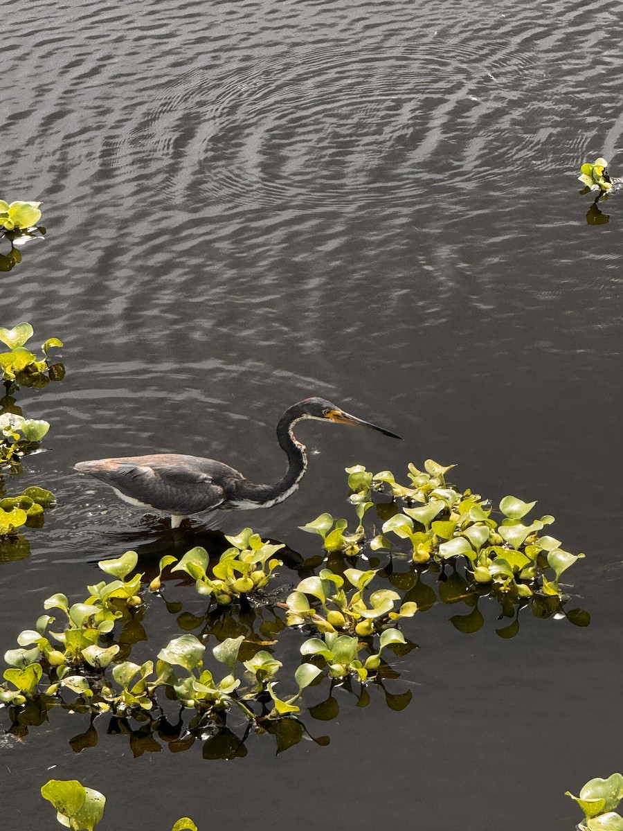 Tricolored Heron - ML637587964