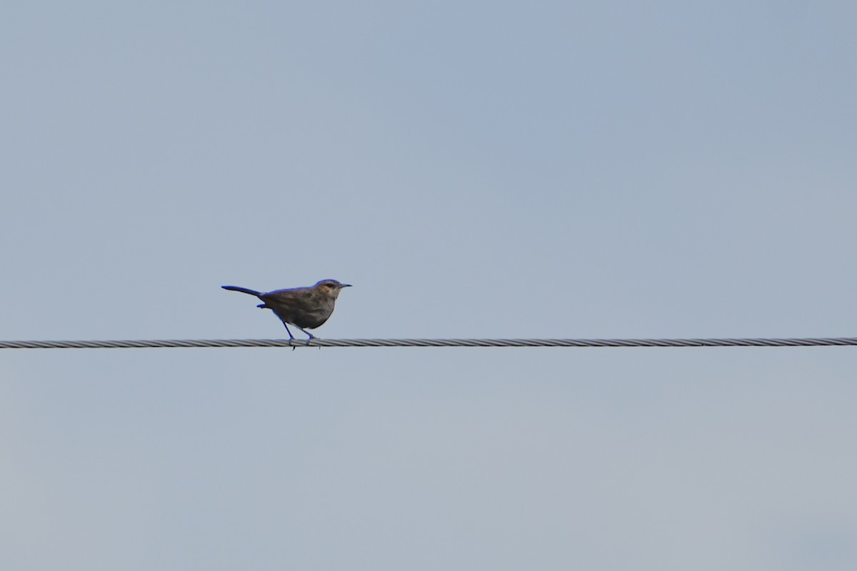 Indian Robin - ML637587965