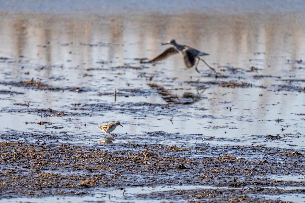 Least Sandpiper - ML637587966