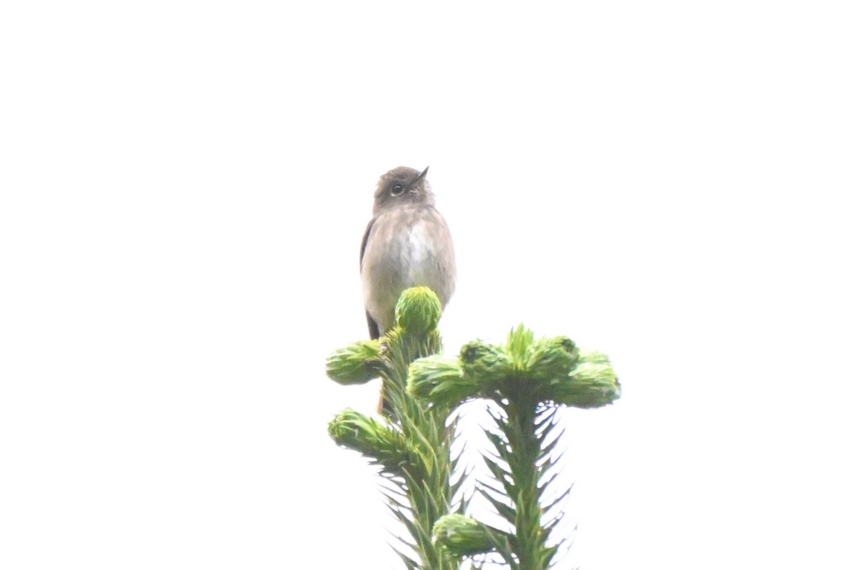 Dark-sided Flycatcher - ML637587971