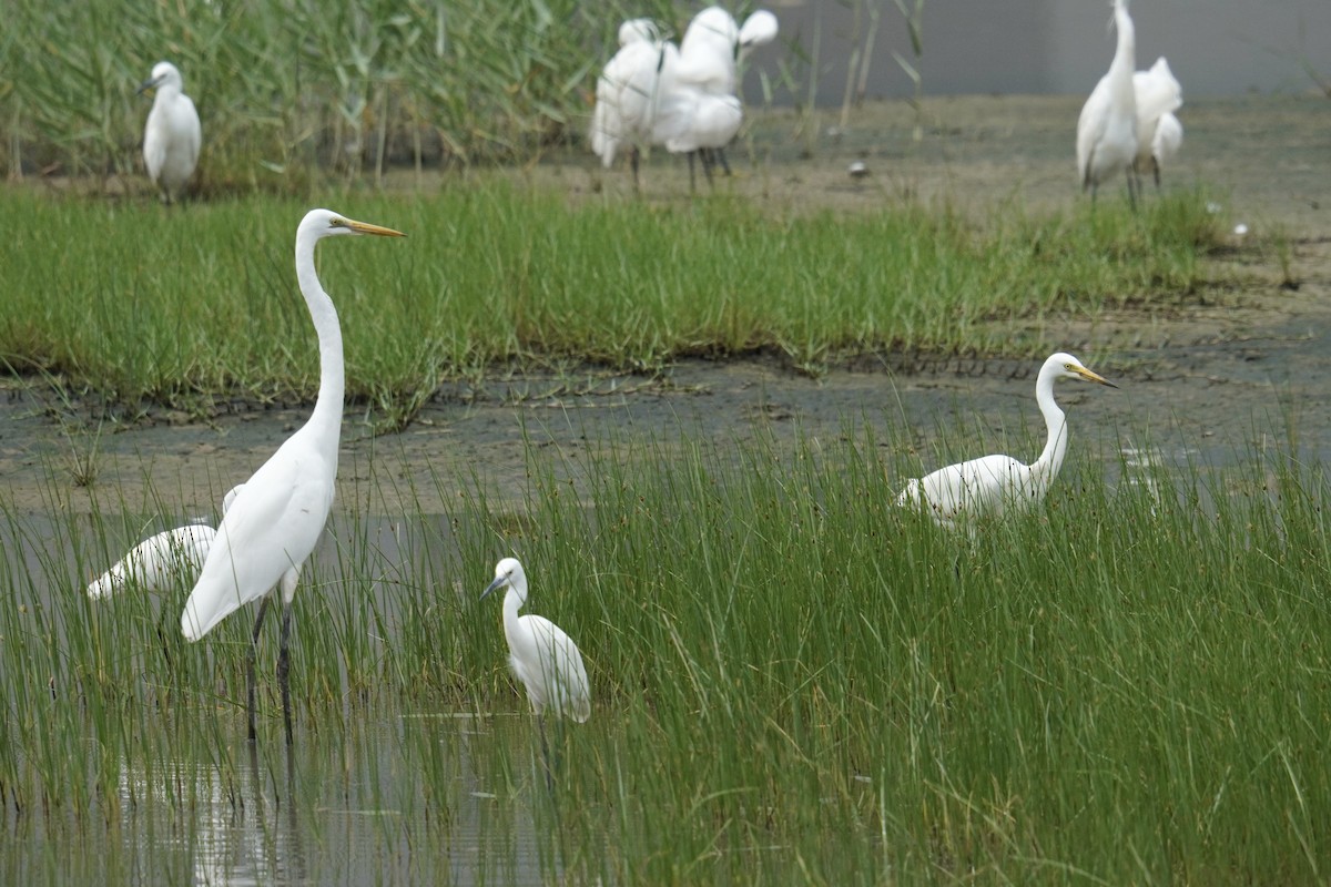 Medium Egret - ML637587978