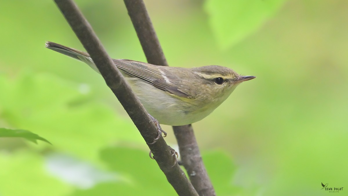 Green Warbler - ML637587979
