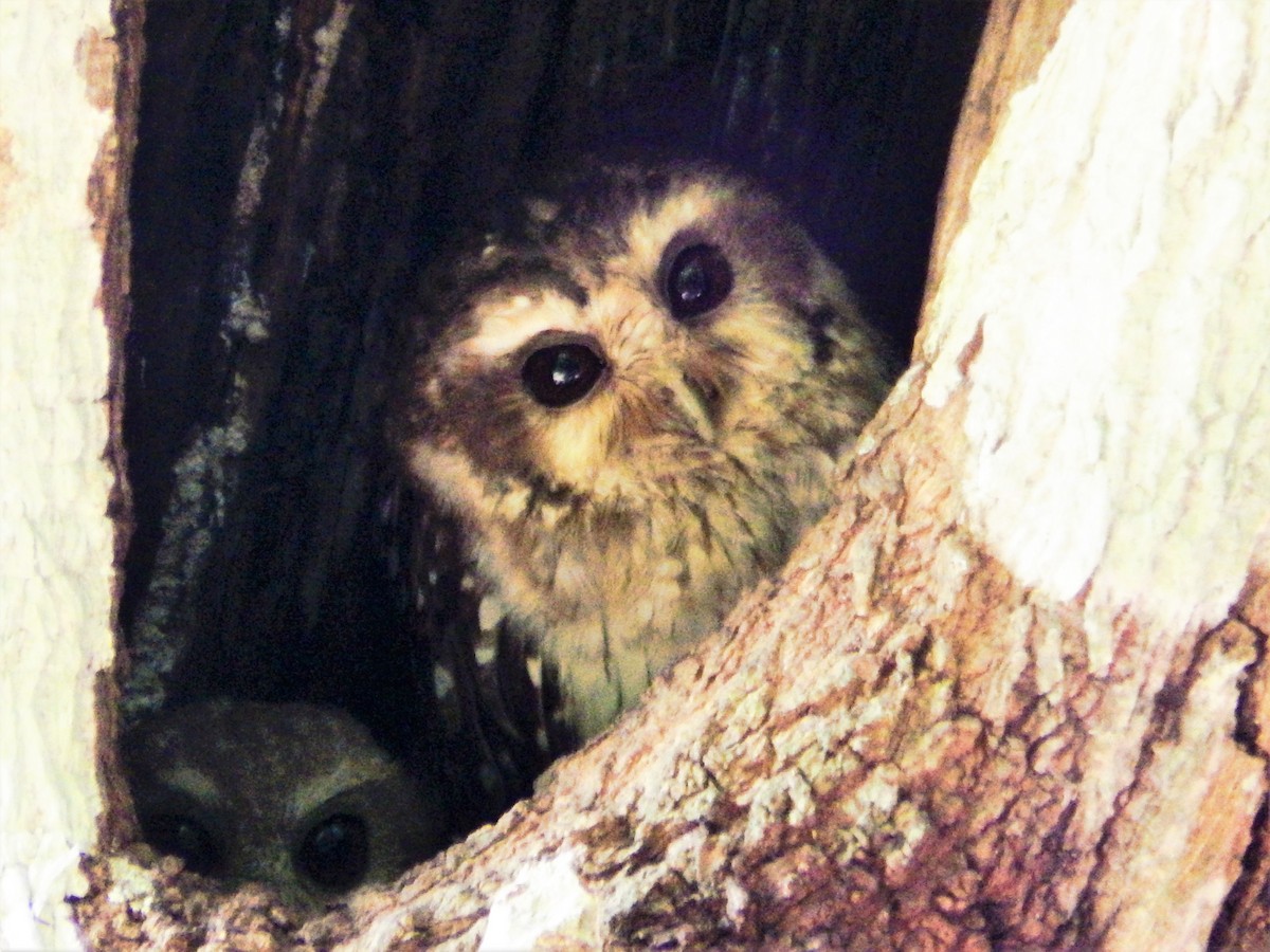 Bare-legged Owl - ML637587984