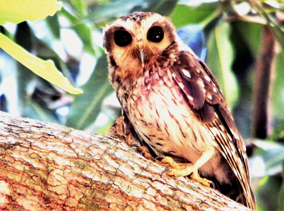 Bare-legged Owl - ML637587986