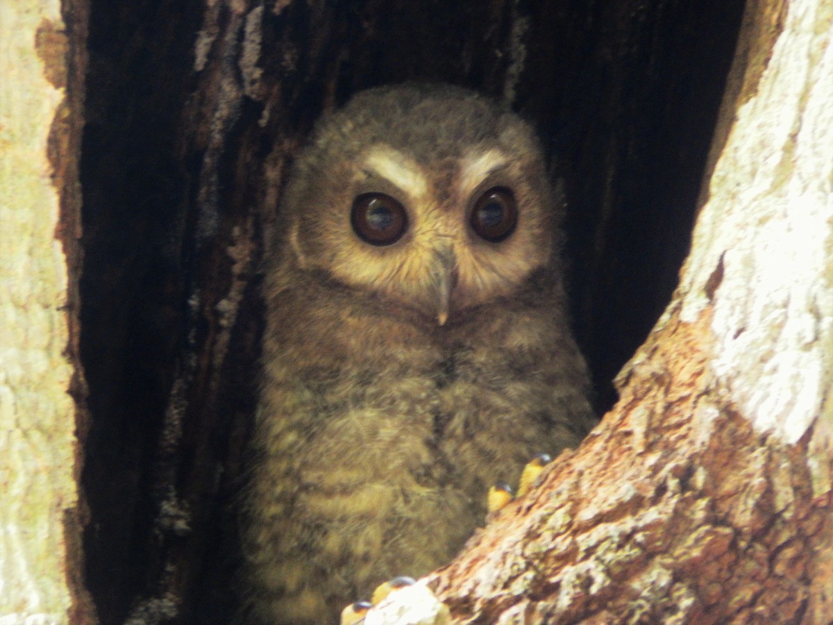 Bare-legged Owl - ML637587987
