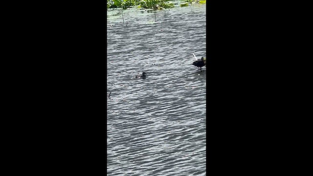Ring-necked Duck - ML637587988