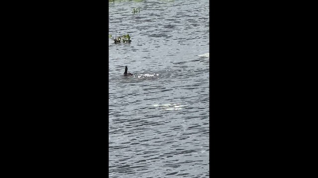 Ring-necked Duck - ML637587990