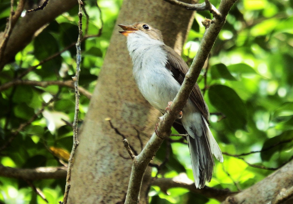 Solitaire de Cuba - ML637588007