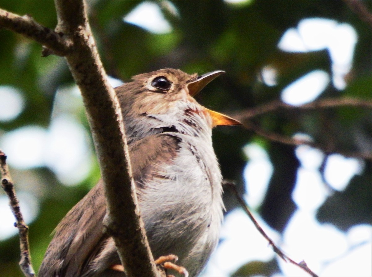 Solitaire de Cuba - ML637588008