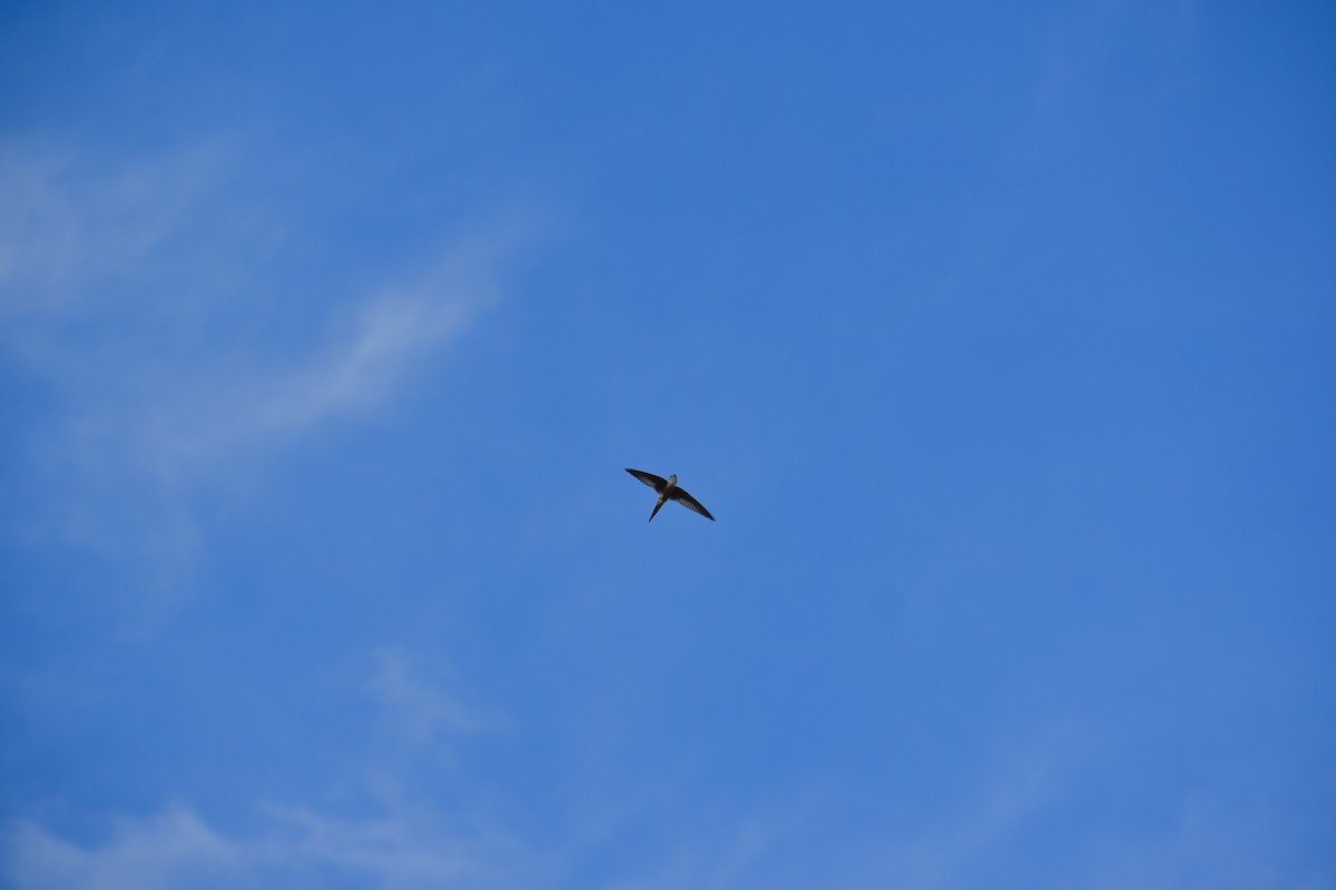Asian Palm Swift - ML637588050