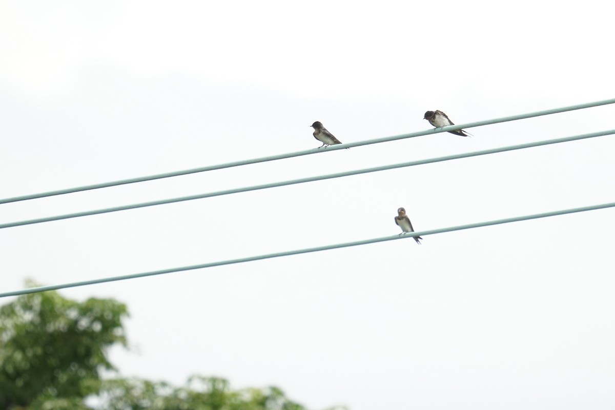 Barn Swallow (Buff-bellied) - ML637588052