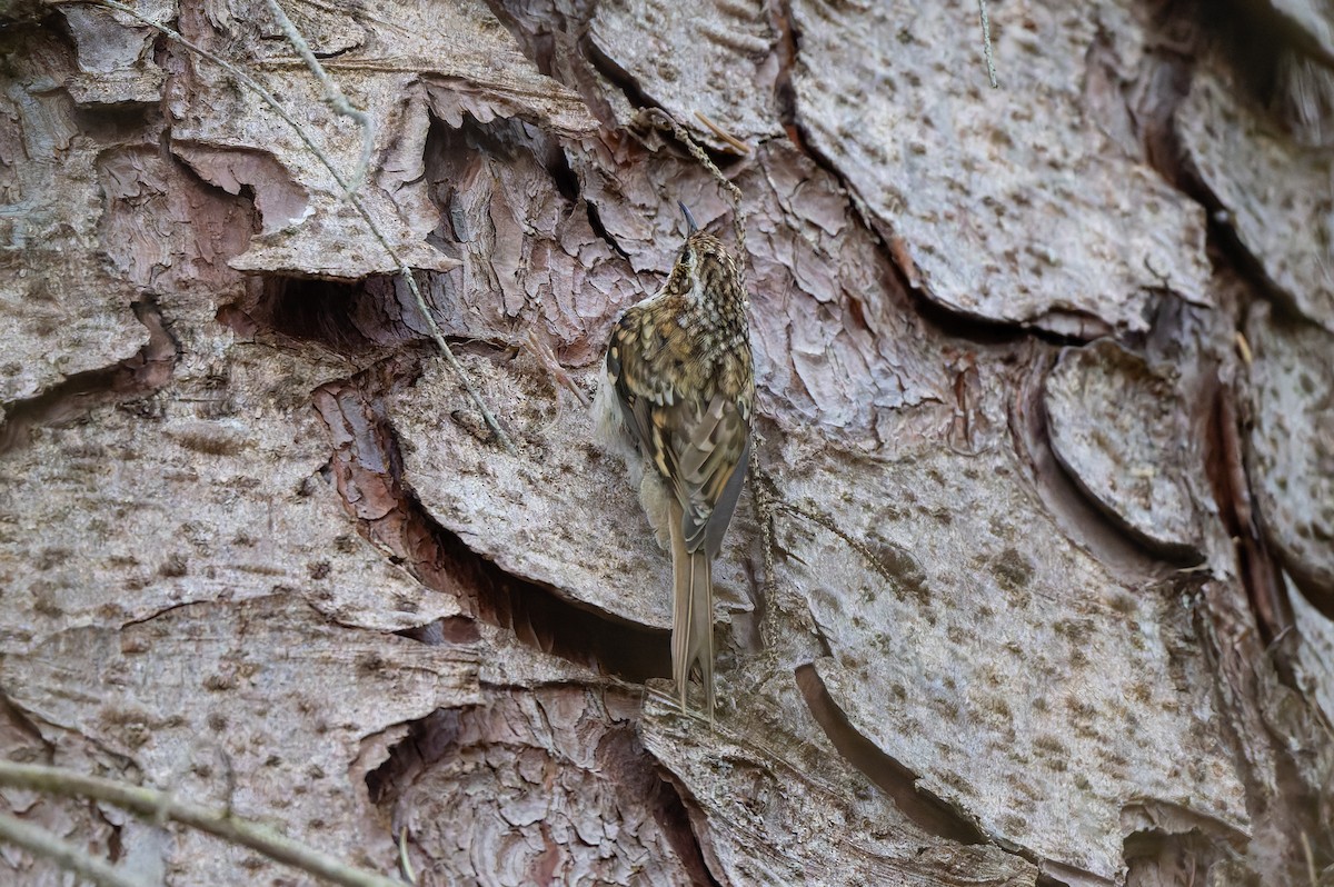 Eurasian Treecreeper - ML637588055