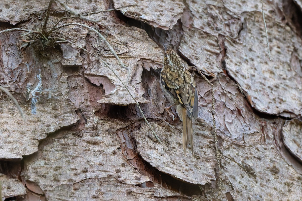 Eurasian Treecreeper - ML637588056