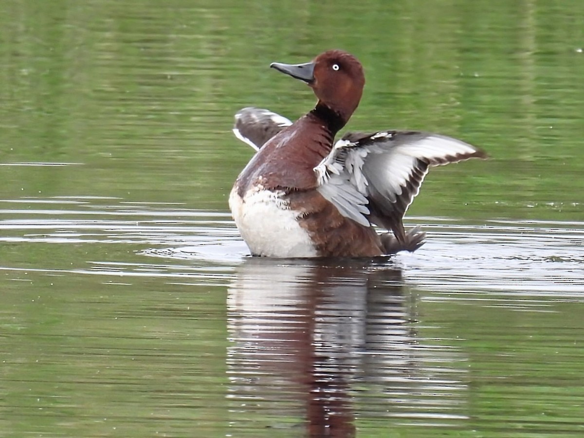 Ferruginous Duck - ML637588058
