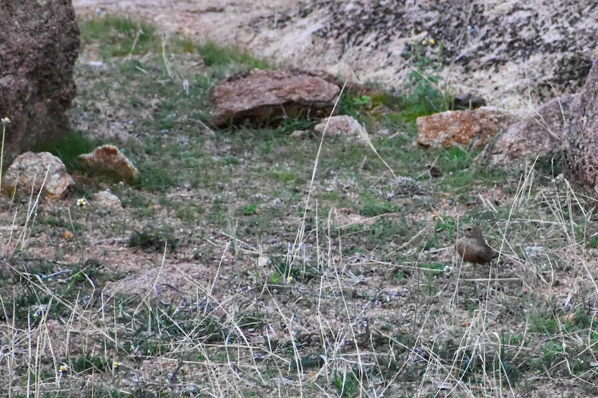 Rufous-tailed Lark - ML637588060