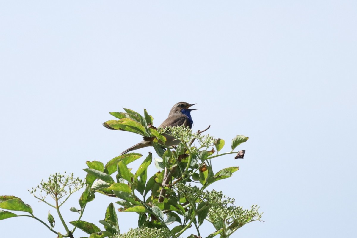 Bluethroat - ML637588062
