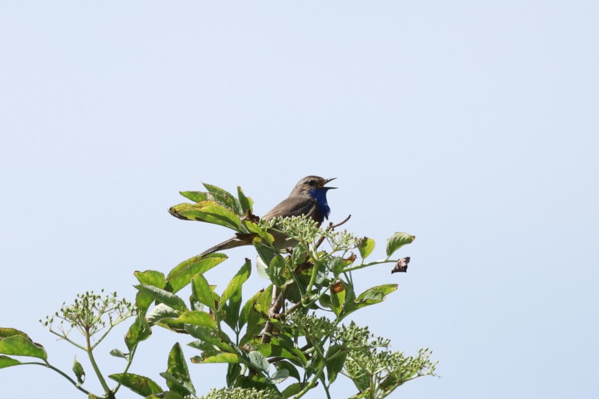 Bluethroat - ML637588063