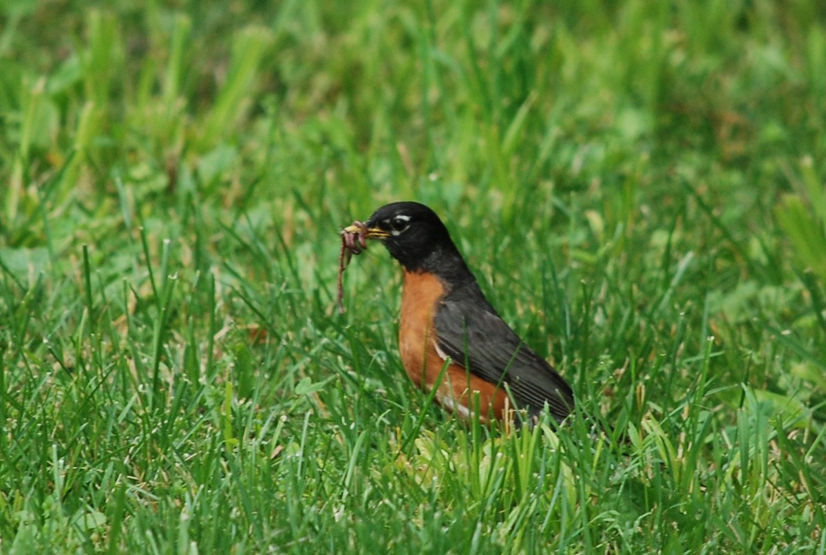 American Robin - ML637588064