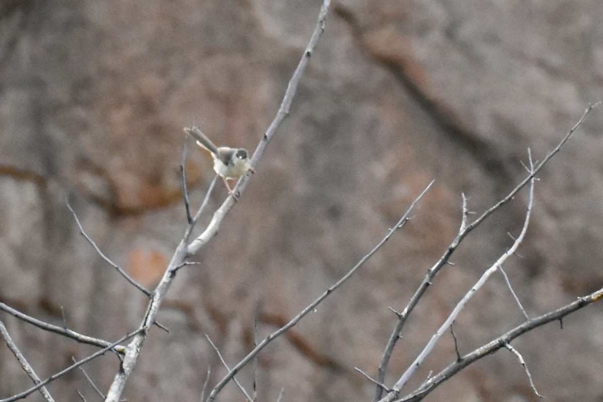 Jungle Prinia - ML637588065