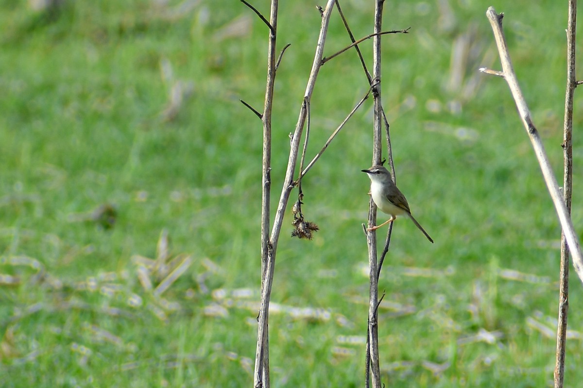 Plain Prinia - ML637588067