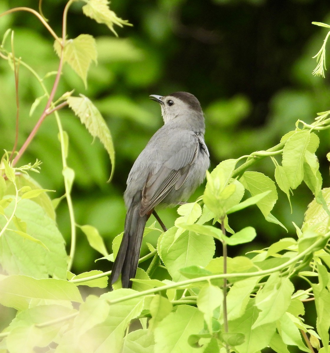 Gray Catbird - ML637588069