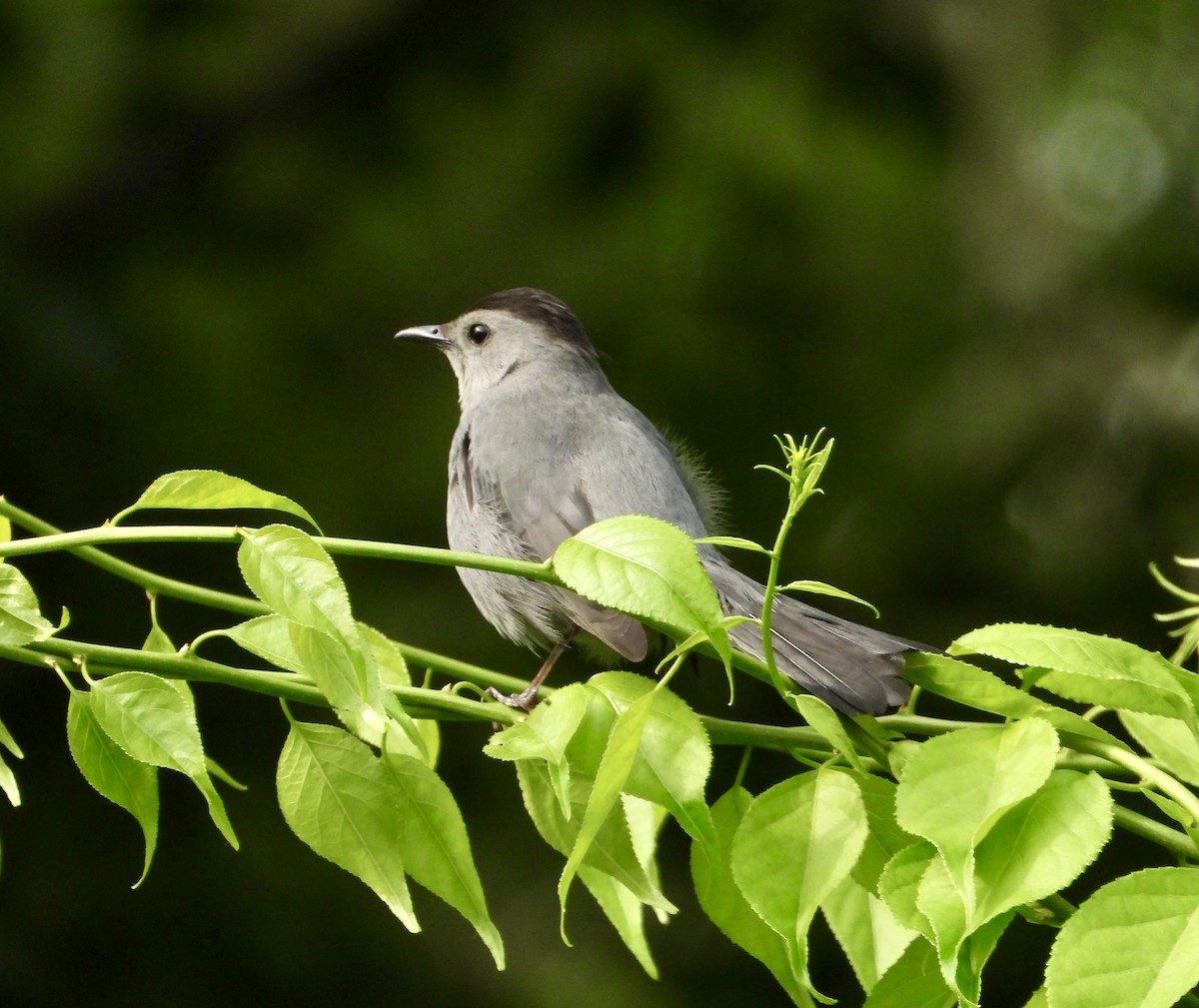 Gray Catbird - ML637588070