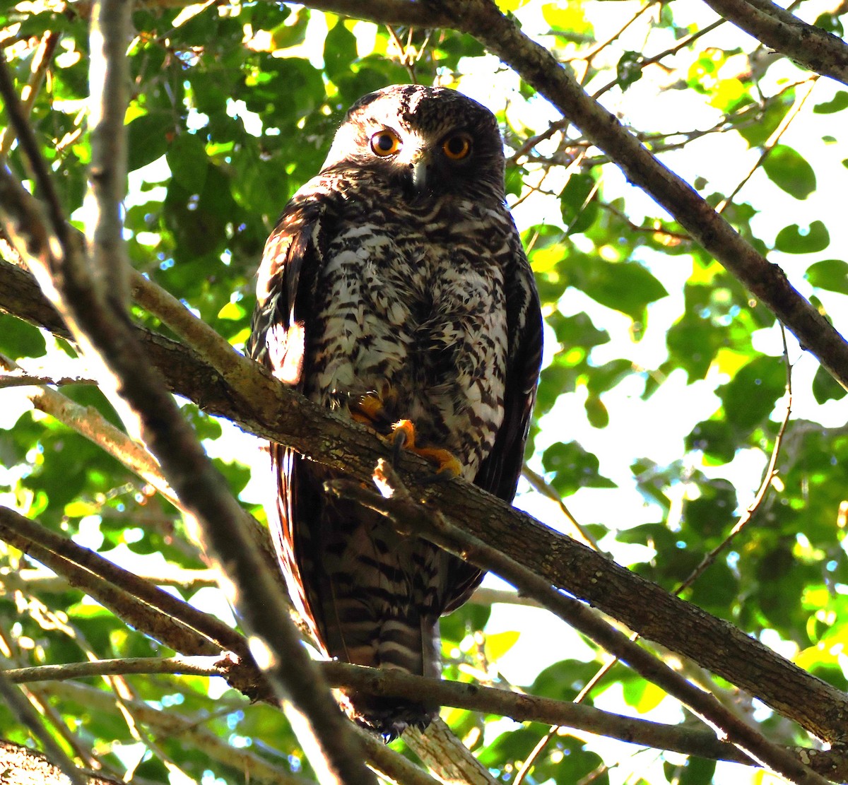 Powerful Owl - ML637588072