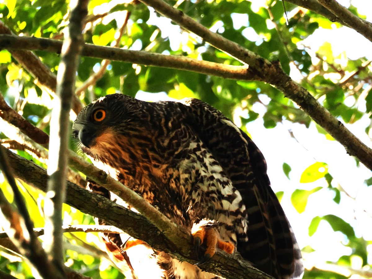 Powerful Owl - ML637588073