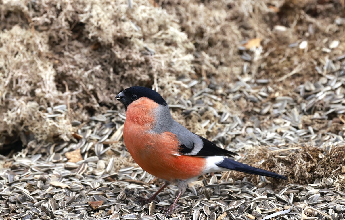 Eurasian Bullfinch - ML637588075