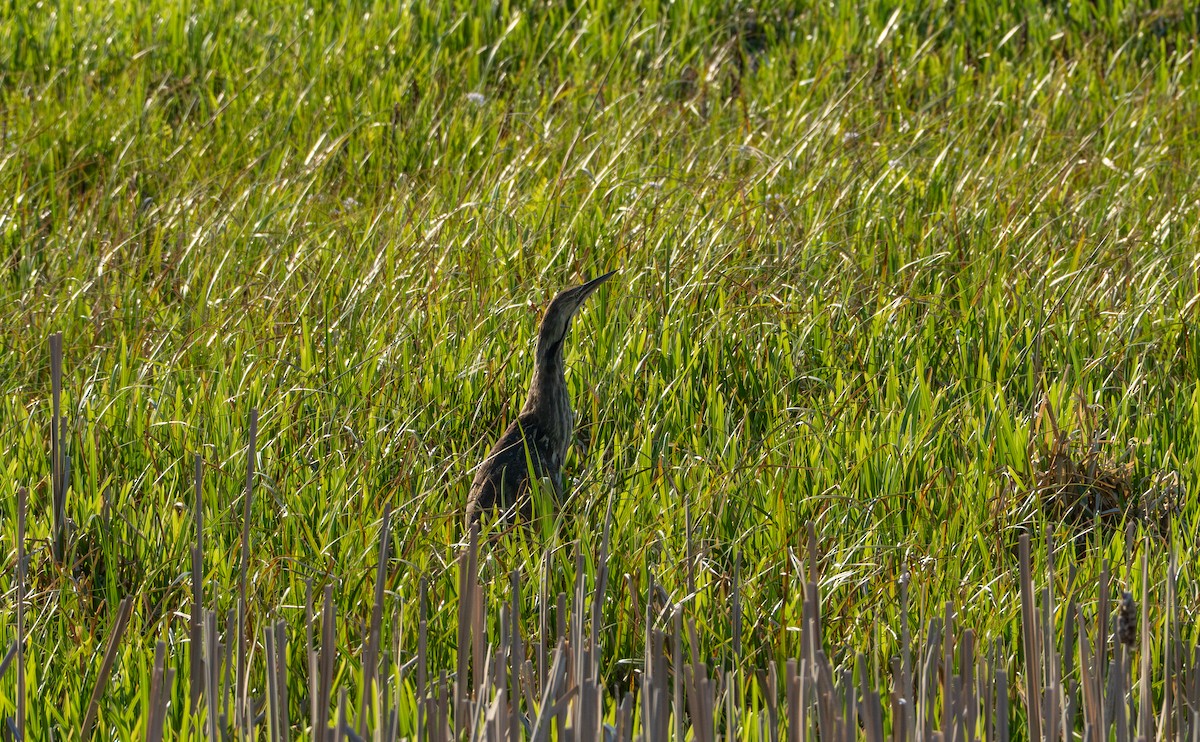 American Bittern - ML637588091