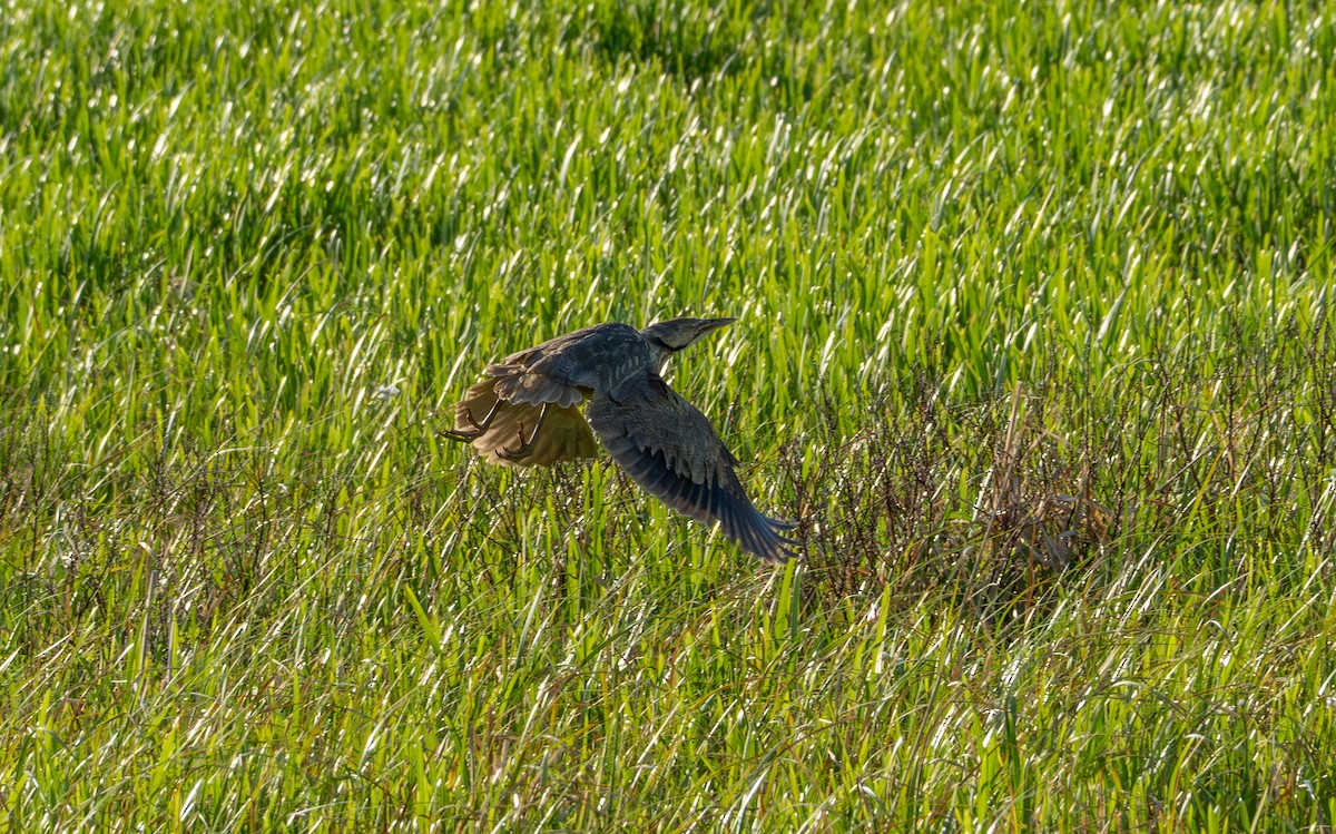 American Bittern - ML637588092