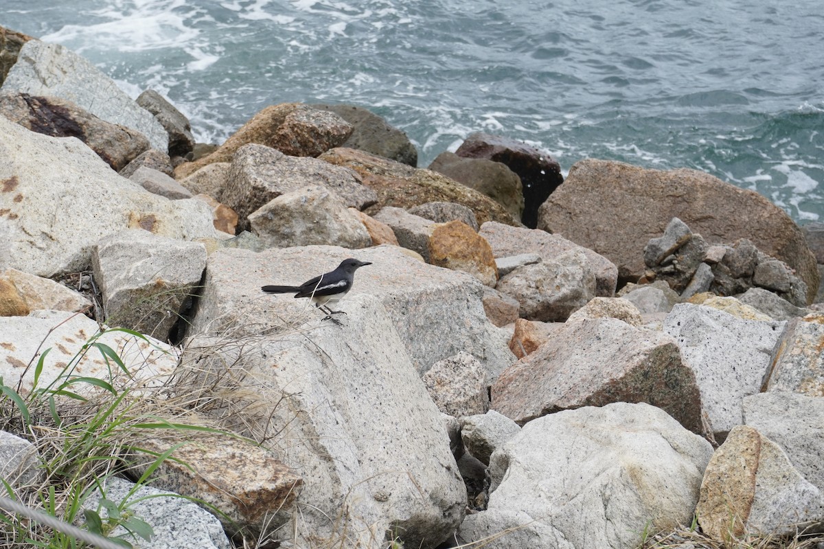 Oriental Magpie-Robin (Oriental) - ML637588121