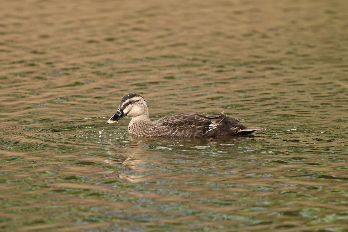 Eastern Spot-billed Duck - ML637588129