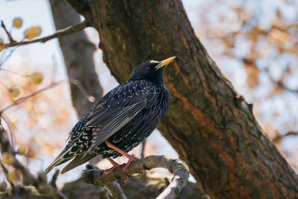 Хар тодол - ML637588134