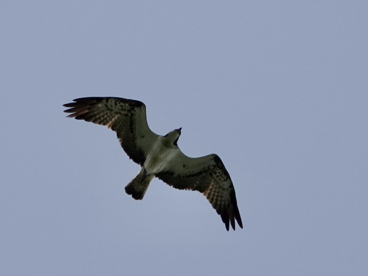 ミサゴ（haliaetus） - ML637588181