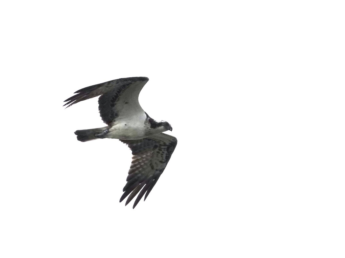 ミサゴ（haliaetus） - ML637588192