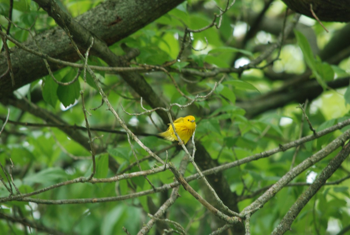 gulparula - ML637588197