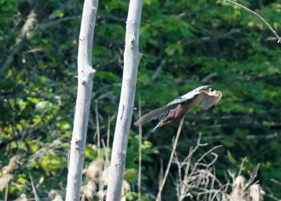 Green Heron - ML637588204