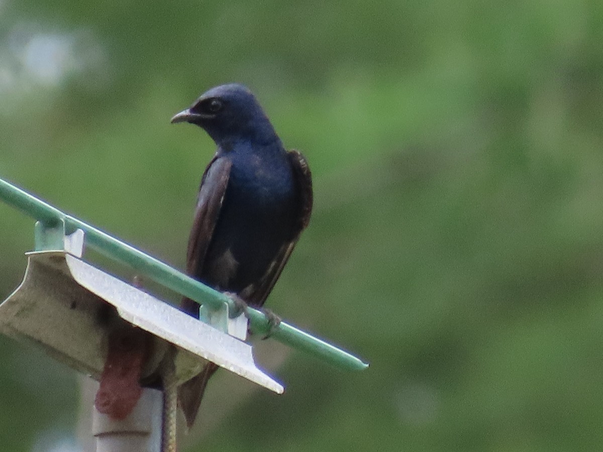 Purple Martin - ML637588205